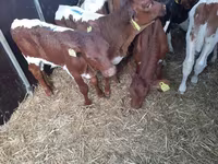 Бұқа, Simmental cattle — 1-сурет