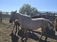 घोड़ी, Horse breed — फ़ोटो 1