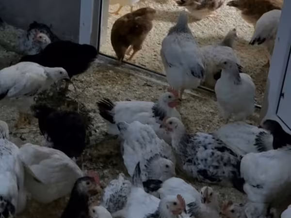 Chickens