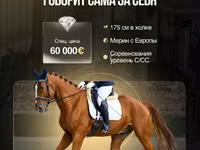 Айғыр, Friesian sport horse — 1-сурет