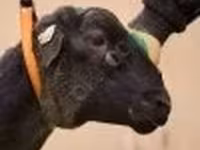 Qoç, Dorper sheep — foto 2