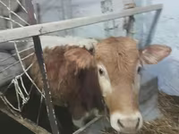 公牛, Cattle — 照片 3