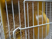 Kiçik heyvan dəsti – cüce hamster və qəfəsi - Növ: cüce hamster (boz — Foto 2