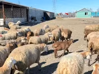 Carnero, Ovejas — foto 4