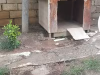 Açıq havada istifadə üçün taxta it evi - Material: qalın taxta — Foto 2