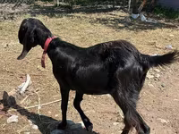 Dişi keçi, Kamori goats — foto 3