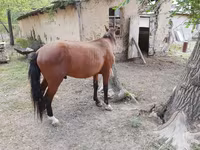 Hengst, Karachay horse — Foto 4