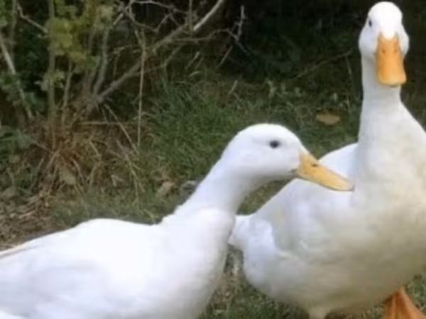 Deutscher Pekin