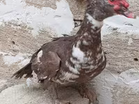 Turkeys — الصورة 8