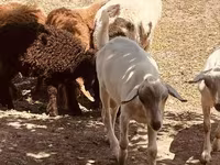 Keçi, Alpine goat — foto 4