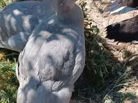 Ducks — الصورة 8