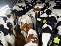 सांड, Simmental cattle — फ़ोटो 4