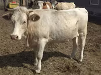Vaca, Swiss cattle — foto 4