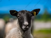 Қошқар, Hissar sheep — 4-сурет