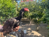 Chickens — 7-rasm