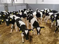 İnək, Russian Black pied cattle — foto 8