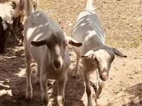 Keçi, Alpine goat — foto 2