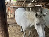 Бие, Horse breed — 2-сурет