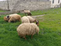 Schaf, Schafe — Foto 4