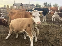Сиыр, Simmental cattle — 4-сурет