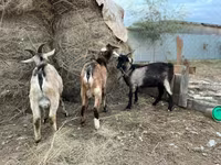 تيس, Alpine goat — الصورة 1