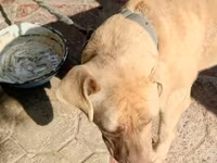 8 ayliq pitbull qiymet 100 razlasmq olar — 照片 2