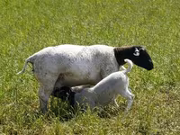 Qoç, Dorper sheep — foto 3