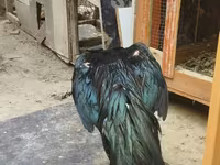 Chickens — Foto 4