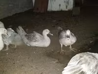 Ducks — Foto 1