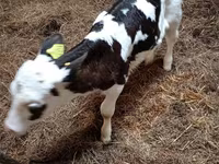 Корова, Russian Black pied cattle — фото 4