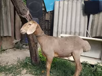 Carnero, Edilbay sheep — foto 1