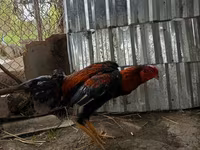 Chickens — Foto 3