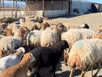 Carnero, Ovejas — foto 5