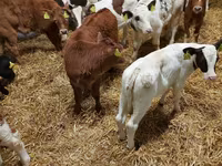 Toro, Vaca Limousin — foto 2