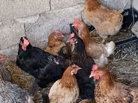 Chickens — foto 3