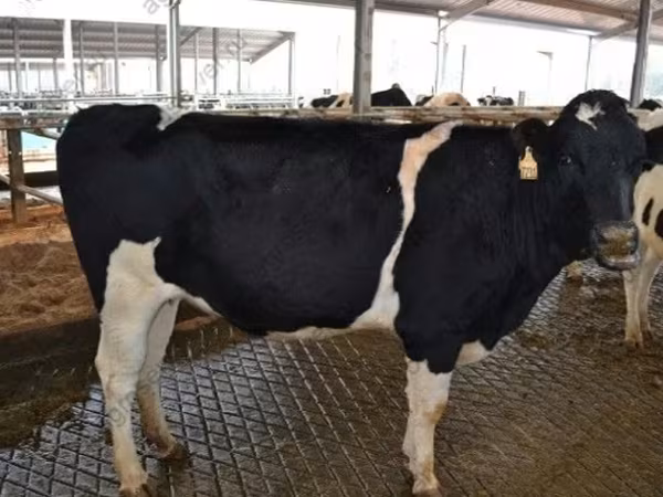 母牛, Holstein breed