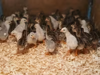 Guinea fowl — 4-сурет