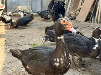 pato criollo doméstico — foto 1