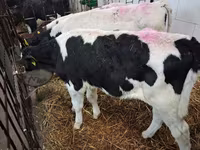 Bulle, Simmental cattle — Foto 6