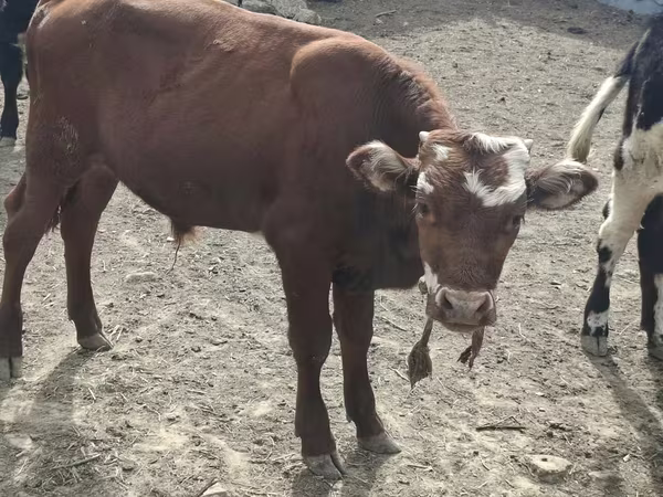 Bulle, Kasachische Weißkopfkuh