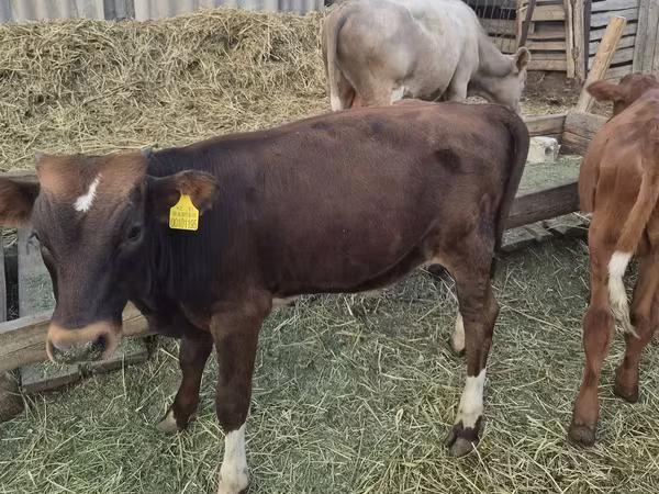 公牛, Cattle