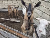 Ziege, Saanen goat — Foto 7