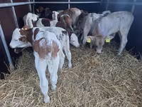 Bulle, Simmental cattle — Foto 1
