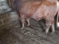 Toro, Ganado vacuno — foto 2