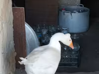 Turkeys — 8-сурет