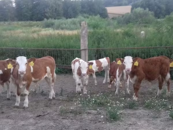 Бұқа, Simmental cattle