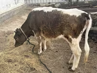 Kuh, Latvian Blue cattle — Foto 1