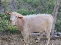 تيس, Saanen goat — الصورة 1