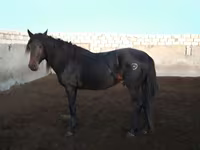 Aygʻir, Kushum Horse — 2-rasm