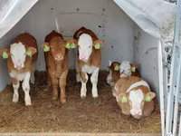 Bulle, Simmental cattle — Foto 3